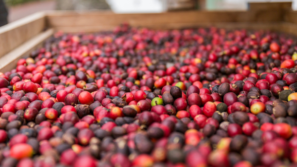 Freshly picked coffee cherries